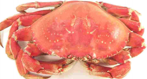 dungenesss crab