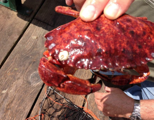 red rock crab