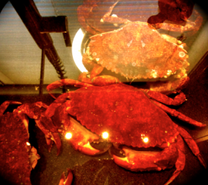 red rock crabs in the sink